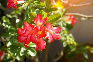 rot Adenium Blumen, Blütenblätter in Verbindung gebracht zusammen im ein Trompete Form, Teilt in 5 Lappen, Weiß und Rosa im Farbe. Sanft und selektiv Fokus. foto