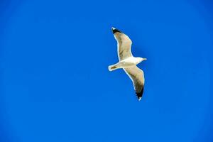 ein Möwe fliegend im das Blau Himmel foto