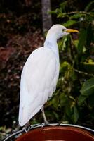 ein Weiß Vogel ist Stehen auf oben von ein Topf foto