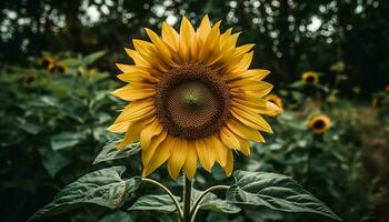 ai generiert ein beschwingt Gelb Sonnenblume scheint im das Sommer- Wiese generiert durch ai foto