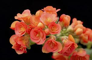 ai generiert Kalanchoe blossfeldiana. ai generiert foto