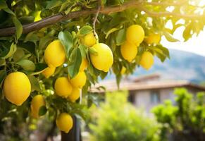 ai generiert Zitronen wachsend im ein sonnig Garten auf Amalfi Küste im Italien. ai generiert foto