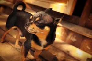 Porträt des Chihuahua-Hundes. Chihuahua Hund schwarze Farbe im Freien. foto