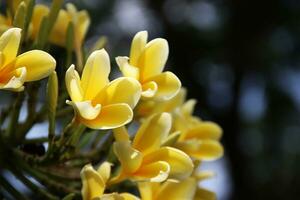 schön Gelb Plumeria Blume, das Plumeria oder Frangipani ist ein blühen Pflanze foto