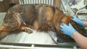das Arzt Schlaganfälle ein krank Hund im ein Tierarzt Klinik. foto