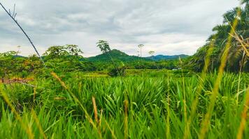 Aussicht von Grün Gras Felder mit Berge foto