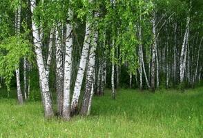 Birke Bäume im ein Sommer- Wald foto