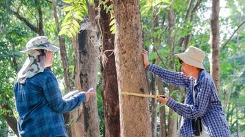 jung asiatisch Jungs sind mit ein messen Band zu messen ein Baum im ein lokal Park, Sanft und selektiv Fokus foto