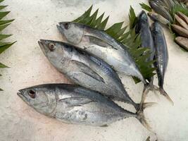 Thunfisch Makrele Fisch frisch im das Eis, lokal produzieren Fisch, japanisch katsuo Fisch, oder bonito Thunfisch oder cakalang oder tongkol foto