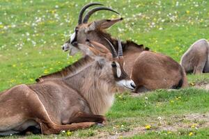 Roan Antilope, Nilpferd Equinus. Detail Porträt von Antilope, Kopf mit groß Ohren und Geweih. foto