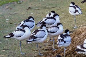 Herde von gescheckt Säbelschnäbler, schwarz und Weiß Wader Vogel foto