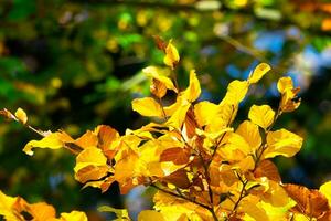 Herbst Blätter. Gelb Blätter auf ein Buche Ast. foto