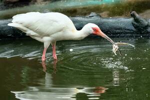 waten Vogel Weiß Ibis, Eudoctricimus albus mit ein groß Fisch im es ist Schnabel foto