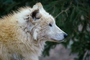 Arktis Wolf, Canis Lupus arctos, ebenfalls bekannt wie das Weiß Wolf oder Polar- Wolf foto