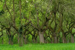 Kirsche Obstgarten. Baum Kofferraum Kirsche im ein Reihe. Kirsche Bäume Gasse foto