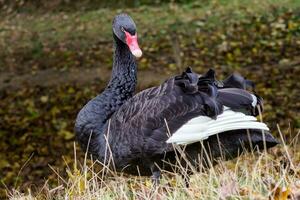 elegant schwarz Schwan im Gras mit gefallen Blätter, Cygnus atratus. foto