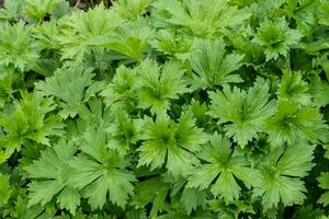 neapolitanisch Wolfs Fluch, Aconitum Lycoctonum subsp. Neapolitanum wächst im ein Garten foto