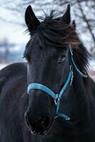 Porträt von ein friesisch Pferd im Winter Zeit foto