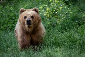 kamtschatka-bär im gras, ursus arctos beringianus foto