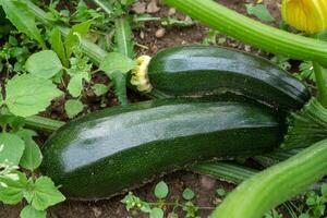 Grün Zucchini im Garten. wachsend Zucchini auf ein Gemüse Garten. organisch Landwirtschaft. Konzept von gesund Lebensmittel. foto