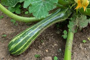 Grün Zucchini im Garten. wachsend Zucchini auf ein Gemüse Garten. organisch Landwirtschaft. Konzept von gesund Lebensmittel. foto