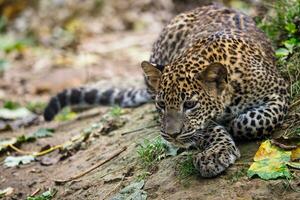 Leopardenjunges aus Sri Lanka, Panthera Pardus Kotiya foto