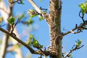 Raupe Larven, braun Schwanz Raupen auf Baum foto