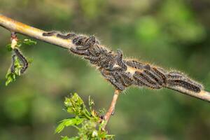 Raupe Larven, braun Schwanz Raupen auf Baum foto