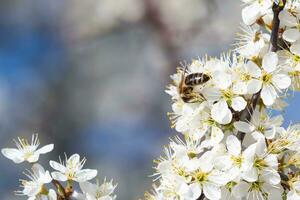 Honig Biene Sammeln Pollen von Blumen. Frühling Natur. Biene sammelt Nektar von das Weiß Blumen. foto