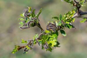 Raupe Larven, braun Schwanz Raupen auf Baum foto