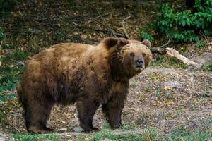 kamtschatka-braunbär im wald, ursus arctos beringianus foto