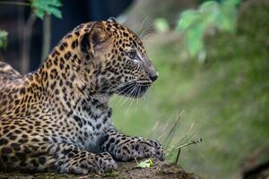 jung sri Lanka Leopard, Panthera pardus Kotiya foto