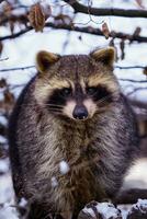 Waschbär, procyon lotor im Winter. ebenfalls bekannt wie das Norden amerikanisch Waschbär. foto