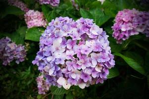 Nahaufnahme der Hortensienblume, Hortensie Macrophylla Blumenhintergrund. foto