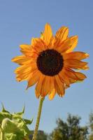schöne dekorative gelbe Sonnenblume gegen blauen Himmel foto
