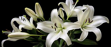 ai generiert Weiß Lilie Blumen auf schwarz Hintergrund. ai generiert foto