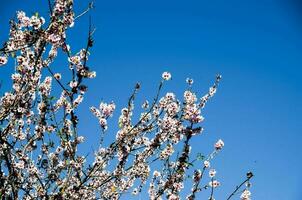 ein Baum Blüten gegen ein Blau Himmel foto