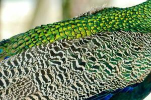 ein schließen oben von Pfau Gefieder foto