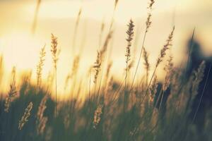 ai generiert wild Gras im das Wald beim Sonnenuntergang. abstrakt Sommer- Natur Hintergrund. generativ ai foto