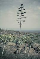 Vertikale und filmisch Aussicht auf Lanzarote natürlich Landschaft mit Agave Stengel foto