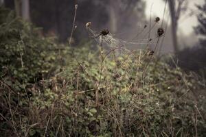 Spinne Netz mit Tau Tropfen früh Morgen im das Wald foto