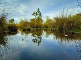 Aussicht auf das Moore von Kampina Natur Reservieren in der Nähe von oisterwijk im das Niederlande foto