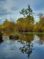 Aussicht auf das Moore von Kampina Natur Reservieren in der Nähe von oisterwijk im das Niederlande foto