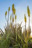 Vertikale niedrig Winkel Feld Schuss von Gelb Aloe vera Blumen im Frühling foto