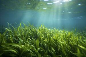 ai generiert unter Wasser Aussicht von ein Gruppe von Meeresboden mit Grün Seegras. ai generiert foto