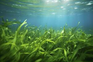 ai generiert unter Wasser Aussicht von ein Gruppe von Meeresboden mit Grün Seegras. ai generiert foto