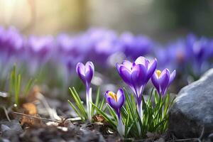 ai generiert Frühling lila Krokus Blume. ai generiert foto