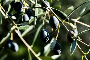 Oliven auf ein Baum foto