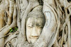 ein Buddha Kopf ist versteckt im das Wurzeln von ein Baum foto