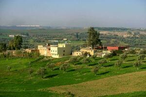 ein Grün Feld mit Olive Bäume und Häuser foto